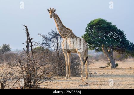 Cape, o giraffa sudafricana, Giraffa giraffa, riserva di caccia Mashatu, Botswana Foto Stock
