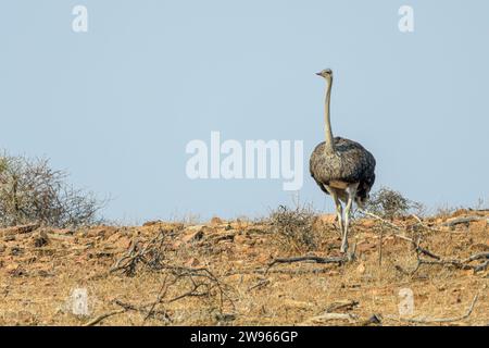 Struzzo sudafricano, Struthio camelus australis, riserva di caccia Mashatu, Botswana Foto Stock