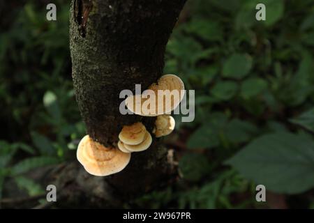 Vista ad angolo elevato di un fungo con staffa di colore arancio pallido che cresce su uno stelo di legno. Questo fungo cresce sulla superficie del legno e appartiene ai Polipori Foto Stock