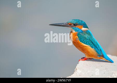 Il Kingfisher comune, Alcedo atthis, pesca su pietre nel lago. Foto Stock