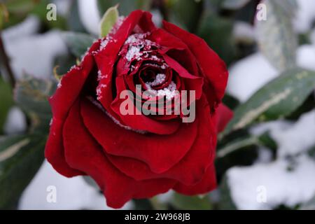 I boccioli rossi sono ricoperti di neve in inverno Foto Stock