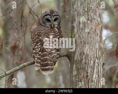 Gufo barrato che riposa in un cipresso calvo in una palude in Louisiana. Bird sta guardando in basso sulla sua spalla, davanti alla telecamera. Foto Stock