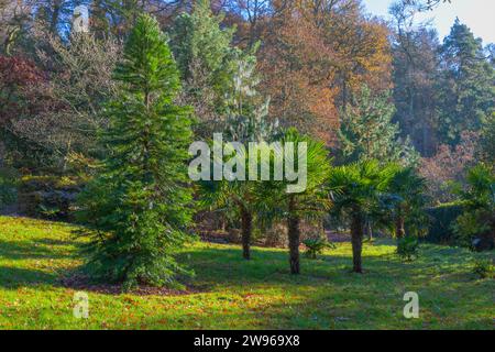 Preleva il pino wollemi noblis, che riporta al trachycarpus fortunei in un soleggiato giorno d'inverno di dicembre Foto Stock