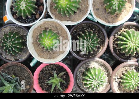 Vista dall'alto di piccoli cactus in pentole. Coltivazione e propagazione di succulenti. Foto Stock