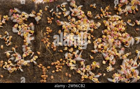 Semi di coriandolo germogliati su lettiera naturale, vista dall'alto Foto Stock