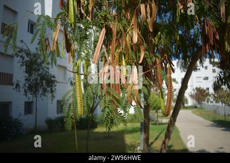 Foto grezza non modificata di Cavallo o tamarindo selvatico, fagiolo Jumbie, albero di piombo, seme di leucocephala Leucaena con sfondi sfocati di edifici Foto Stock