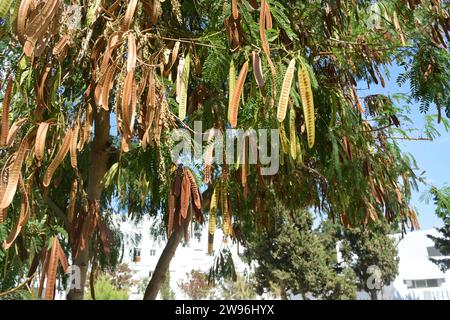 Foto grezza non modificata di Cavallo o tamarindo selvatico, fagiolo Jumbie, albero di piombo, seme di leucocephala Leucaena con sfondi sfocati di edifici Foto Stock