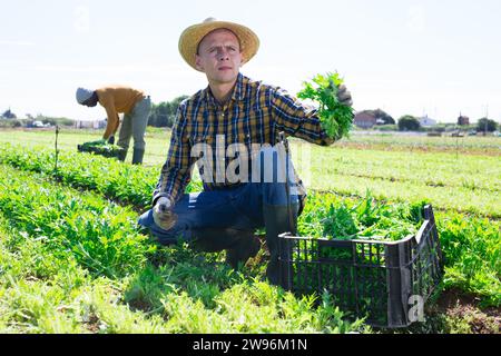 Coltivatore che raccoglie e peeling mizuna verde (Brassica rapa nippposinica laciniata) sul campo Foto Stock