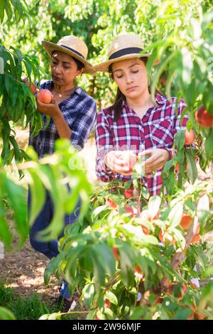 Due donne raccolgono pesche mature nel frutteto al sole giorno Foto Stock