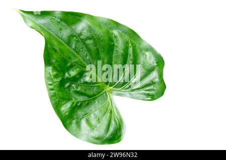 Un singolo bellissimo congedo verde a forma di cuore è isolato su sfondo bianco con un percorso di ritaglio. Foto Stock