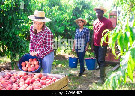 Giovane donna latinoamericana impegnata nella raccolta di pesche mature nel frutteto, riempiendo scatole di legno con frutta raccolta... Foto Stock