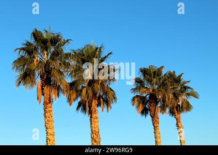 Palme nel deserto, cielo azzurro e palme sul mare Foto Stock