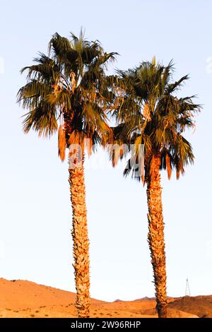 Palme nel deserto, cielo azzurro e palme sul mare Foto Stock