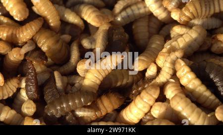 Larve di mosca da soldato nere prodotte come mangime per animali. Hermetia illucens. Allevamento di insetti Foto Stock