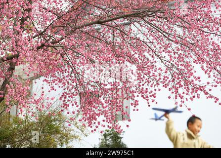 Kunming, provincia cinese dello Yunnan. 24 dicembre 2023. Un ragazzo gioca vicino alla fioritura invernale dei ciliegi nella contea autonoma di Yulong Naxi, nella provincia dello Yunnan della Cina sud-occidentale, 24 dicembre 2023. Crediti: Zhao Qingzu/Xinhua/Alamy Live News Foto Stock