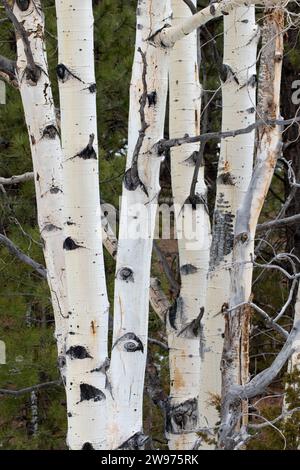 Aspen, Dixie National Forest, Highway 12 Scenic Byway, Utah Foto Stock