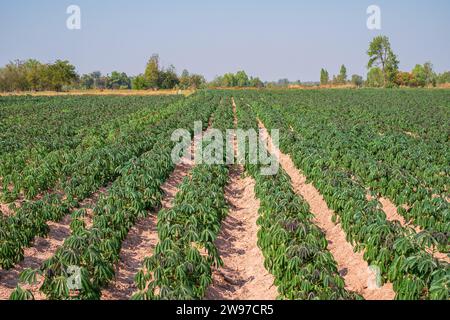 Le giovani piante di manioca stanno crescendo nel campo di manioca o nelle piantagioni della Thailandia. Paesaggio Foto Stock