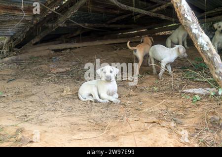 I cani poveri abbandonati sembrano così tristi e soli dopo essere stati abbandonati in un vecchio rifugio in Thailandia. Foto con messa a fuoco selettiva Foto Stock