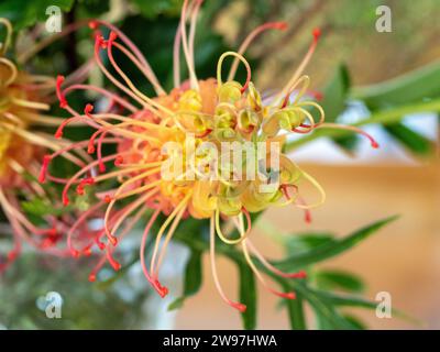 Grevillea Loopy Lou Flower in un vaso Foto Stock