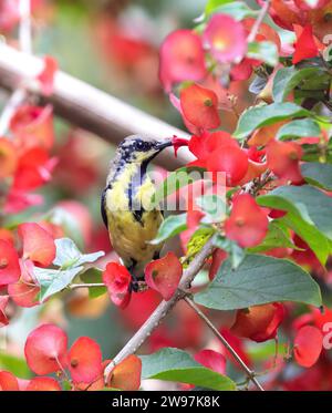 Nettare viola sunbird che beve dal fiore. Questa foto è stata scattata da Chittagong, Bangladesh. Foto Stock