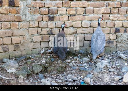 Una gallina di gallina che nasconde e protegge i suoi pulcini Foto Stock