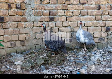 Gallina di faraona con i loro keats Foto Stock