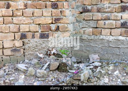 Primo piano delle galline del primo giorno con la faraona cascata. Foto Stock