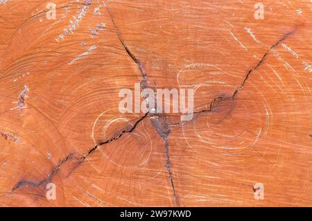 Struttura di fondo in legno marrone scuro con quattro incrinature dal centro dopo il taglio da falegname con una motosega nella giungla. Foto Stock