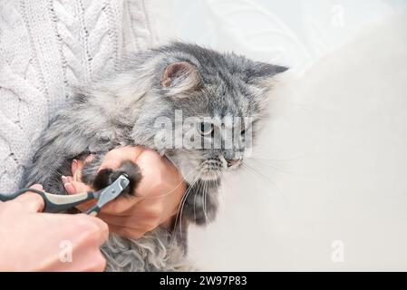 Donna che taglia gli artigli di un adorabile gatto domestico Foto Stock