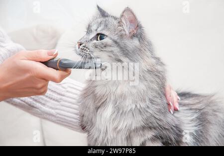 Donna spazzolando adorabile domestico grigio gatto soffice Foto Stock