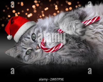 Grazioso gatto grigio che indossa un cappello di Babbo Natale rosso e regge i tradizionali dolci natalizi su sfondo scuro e bokeh. Foto Stock
