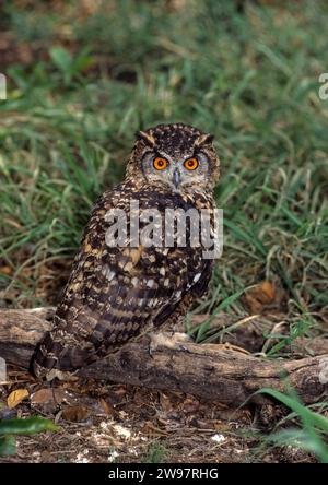 Capo il gufo reale (Bubo capensis) Foto Stock