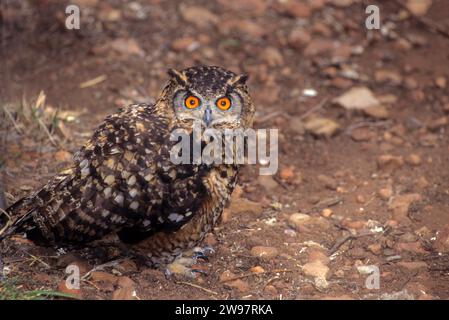 Capo il gufo reale (Bubo capensis) Foto Stock