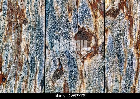 Vecchio muro di legno con licheni e muschio Foto Stock