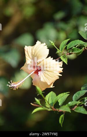 Chandan Hibiscus Foto Stock