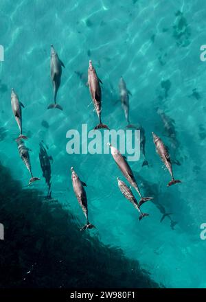 Vista aerea di un gruppo di delfini che nuotano nell'oceano. Foto Stock