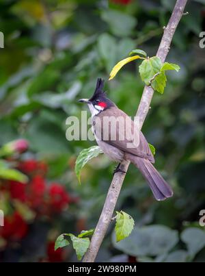 Il bulbul con whisky rosso o bulbul crestato (Pycnonotus jocosus) è un uccello passerino originario dell'Asia. Questa foto è stata scattata dal Bangladesh. Foto Stock