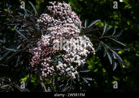 Sydney Australia, gambo con germogli e fiori rosa di un albero nero europeo di sambuco Foto Stock