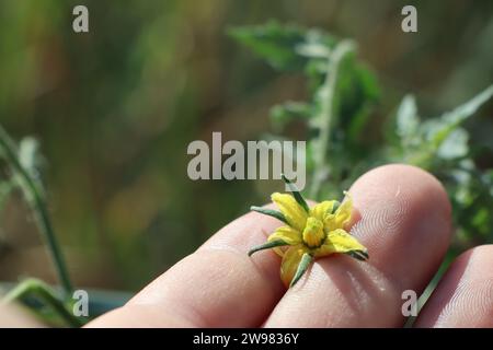 Nel palmo tra le dita, la mano di un uomo tiene un fiore giallo di una foto di pianta di pomodoro Foto Stock