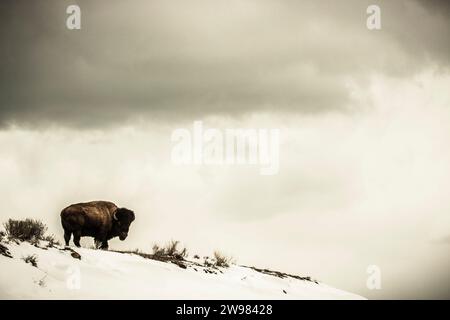 American Bison sulla cima di una collina innevata Foto Stock