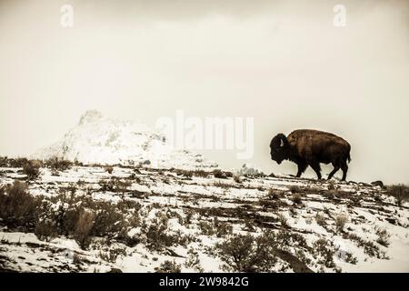 American Bison sulla cima di una collina innevata Foto Stock