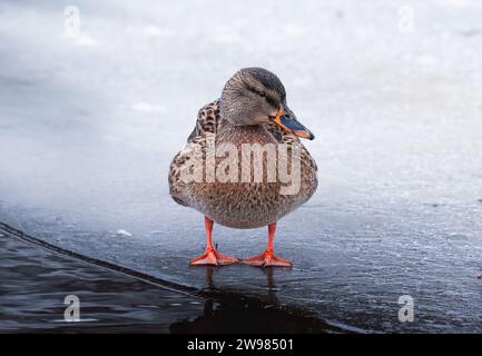 Anatra di Maiard in piedi sul ghiaccio del lago in inverno Foto Stock