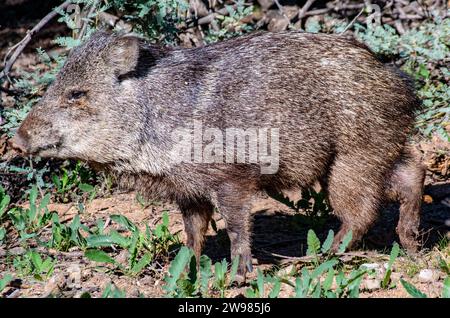 Una Javelina selvaggia nel deserto dell'Arizona, vicino al fiume Salt Foto Stock