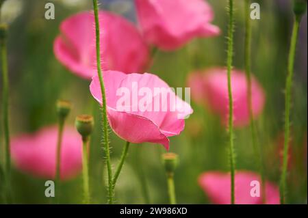 Fiore di papavero rosa in fiore. Foto di alta qualità Foto Stock
