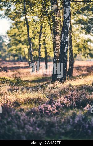 Fiori di Erica e betulle a Fischbeker Heide. Foto di alta qualità Foto Stock