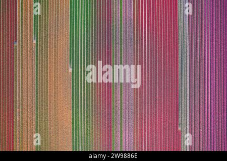 Vista ariale del colorato campo di tulipani. Foto di alta qualità Foto Stock