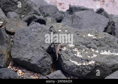 Primo piano di una salamandra al sole su una roccia nera nel Parco Nazionale della Foresta pietrificata Foto Stock