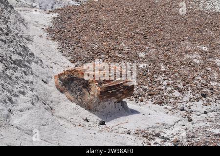 Grandi porzioni di tronchi di minerali cristallizzati sul terreno nel Parco Nazionale della Foresta pietrificata Foto Stock