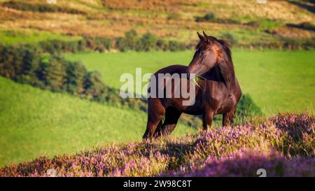 Un cavallo marrone solitario che pascolava sul monte Carriglinneen con erica viola contro la campagna irlandese, contea di Wicklow, Irlanda Foto Stock