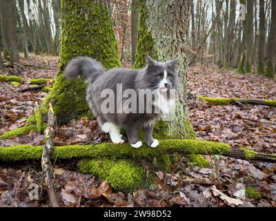 Gatto forestale norvegese nella natura selvaggia della Germania in una lussureggiante foresta di muschi, circondata da alberi Foto Stock